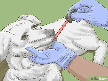 Image titled Get a Dog to Eat Step 9
