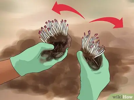 Image titled Divide a Phlox Plant Step 4