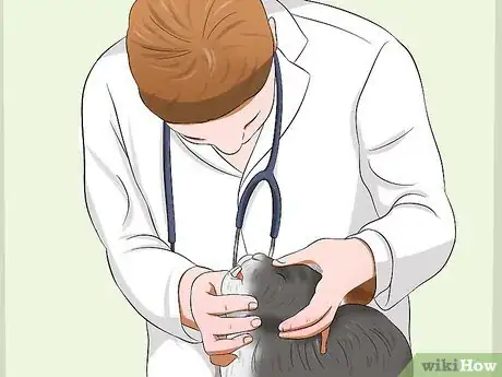 Image titled Care for Jersey Wooly Rabbits Step 16