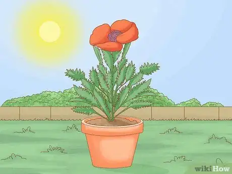 Image titled Grow Oriental Poppies Step 1