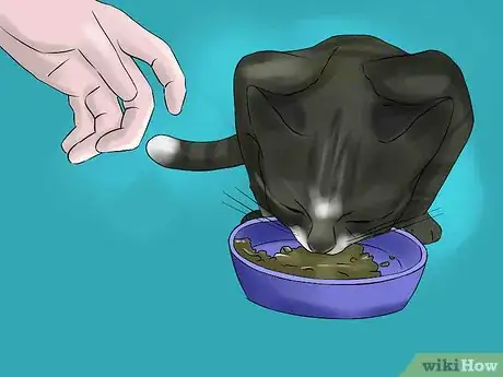Image titled Treat Chronic Vomiting in Cats Step 2