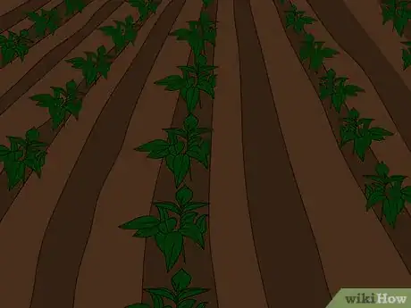 Image titled Plow With Two Row Cultivators Step 10