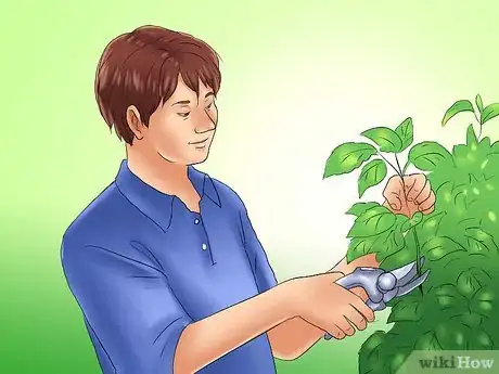 Image titled Winterize a Perennial Hibiscus Step 10