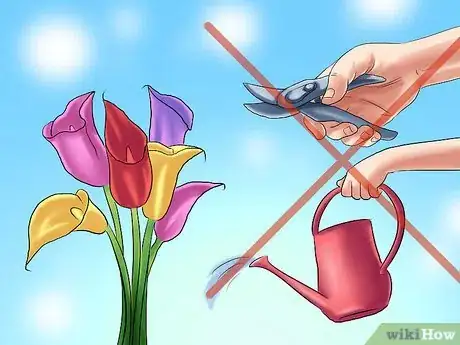 Image titled Winterize Calla Lily Bulbs Step 11