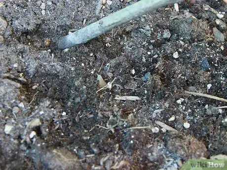 Image titled Plant a Cut Flower Garden Step 6