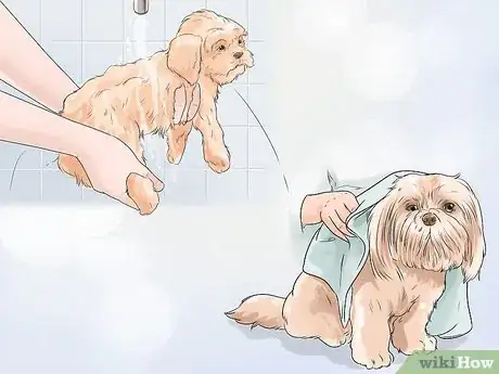 Image titled Groom a Shih Tzu at Home Step 10