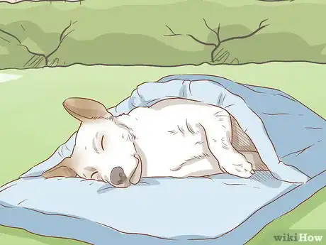 Image titled Take Your Dog Camping Step 15