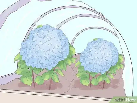 Image titled Grow Hydrangeas Step 9