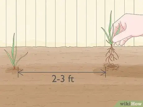 Image titled Grow Sweetgrass Step 9