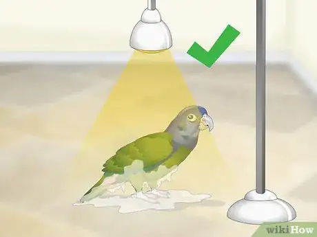 Image titled Keep Pionus Parrots Groomed Step 5