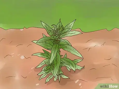 Image titled Grow Evening Primrose Step 8