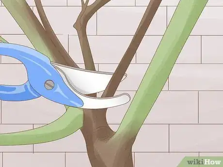 Image titled Prune Tea Roses Step 5