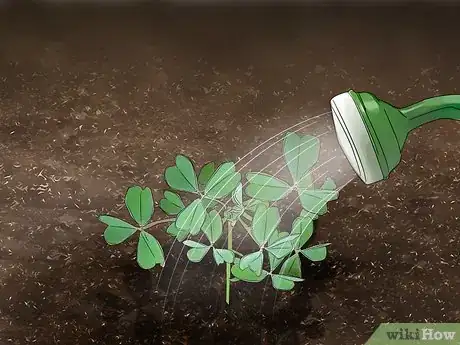 Image titled Grow Oca Step 9