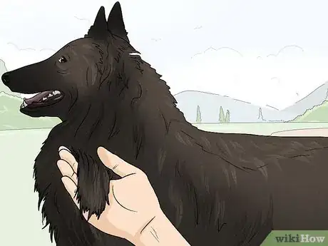 Image titled Identify a Belgian Sheepdog Step 9