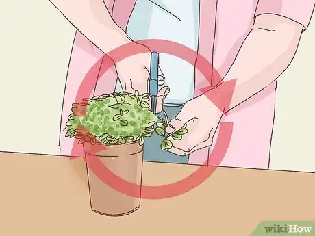 Image titled Choose Plants for Good Feng Shui Step 15
