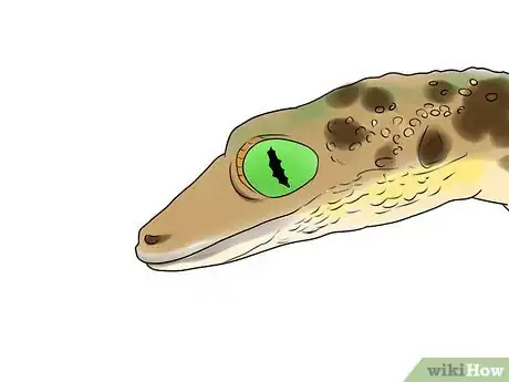 Image titled Choose a Leopard Gecko Step 3