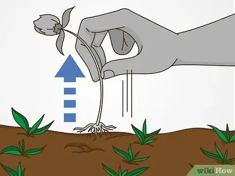 Image titled Grow Vegetables in the South (USA) Step 20