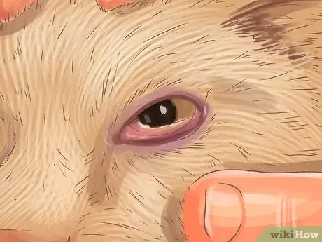 Image titled Diagnose Seasonal Allergies in Cats Step 5