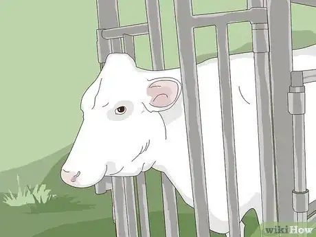 Image titled Perform a Caesarean Section on a Cow or Heifer Step 1