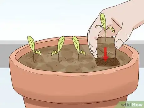 Image titled Grow Lettuce Indoors Step 5