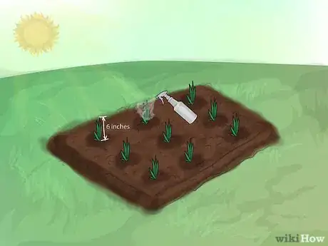 Image titled Grow Gladiolus Step 12