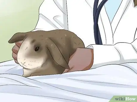 Image titled Diagnose Snuffles (Pasteurella) in Rabbits Step 9