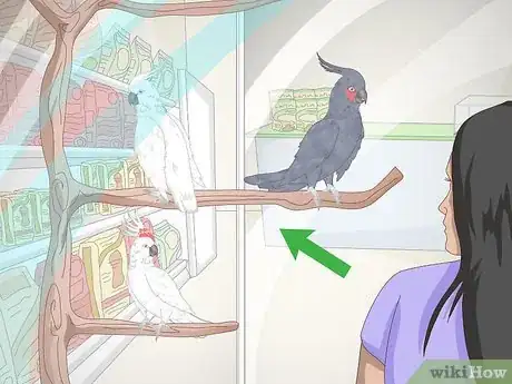 Image titled Choose a Cockatoo Step 16