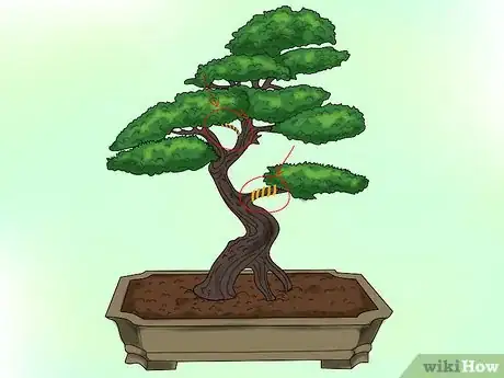 Image titled Make a Western Hemlock Bonsai Tree Step 5