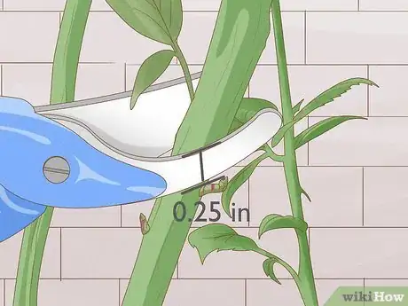 Image titled Prune Tea Roses Step 8