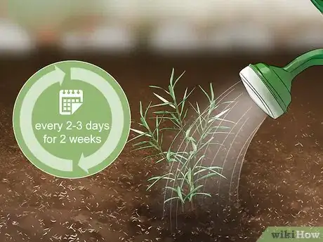 Image titled Grow Moss Rose Step 17