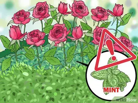 Image titled Choose Companion Plants for Roses Step 4