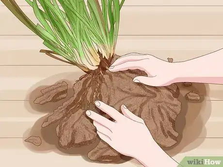 Image titled Propagate Pitcher Plants Step 9