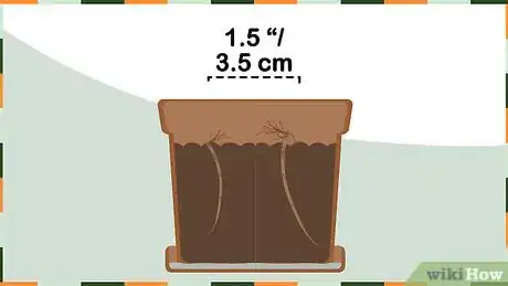 Image titled Plant Lily of the Valley Step 10