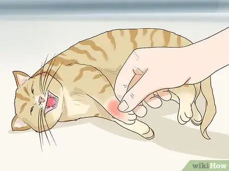 Image titled Handle Degenerative Joint Disease in Cats Step 11