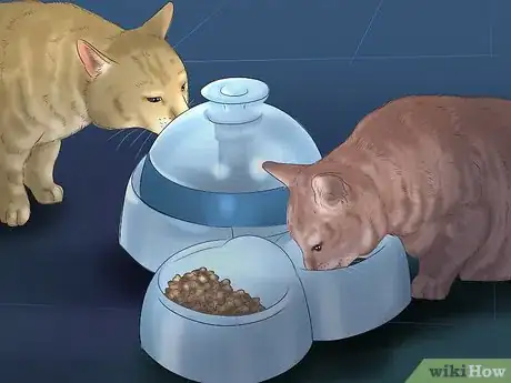 Image titled Feed Cats Step 9