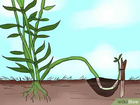 Image titled Help Carnations Make a Comeback Step 8Bullet2