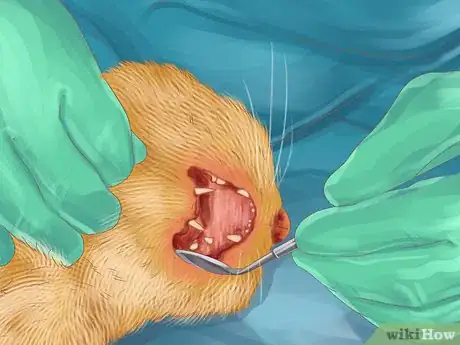 Image titled Help Your Cat Age Well Step 3