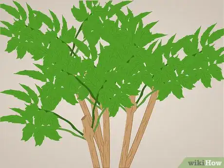 Image titled Prune Tecoma stans Step 4