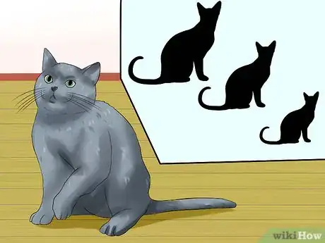 Image titled Identify a Russian Blue Step 2