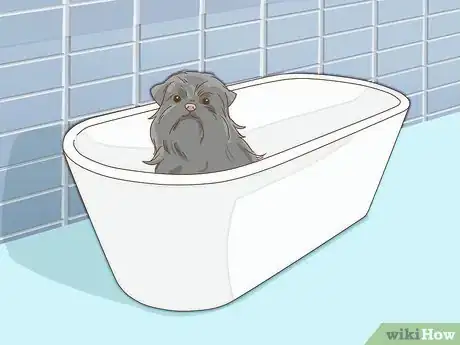Image titled Groom an Affenpinscher Step 16