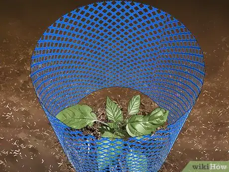 Image titled Grow Tomatillos Step 9