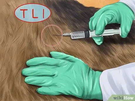 Image titled Treat Pancreatic Enzyme Deficiencies in German Shepherds Step 1