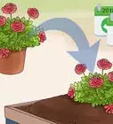 Grow Roses in Containers