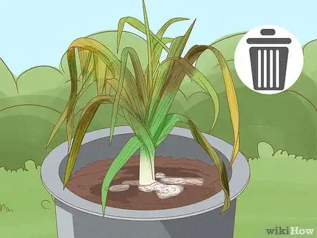 Image titled Grow Leeks from Leeks Step 14