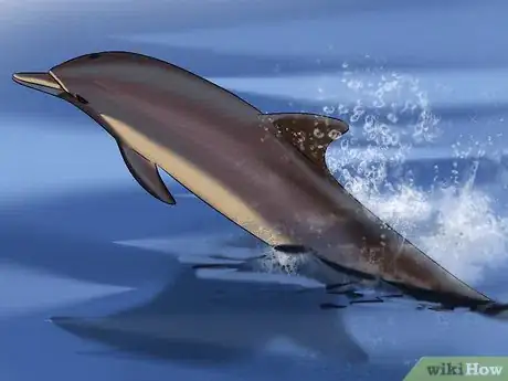 Image titled Identify a New Zealand Dolphin Step 6