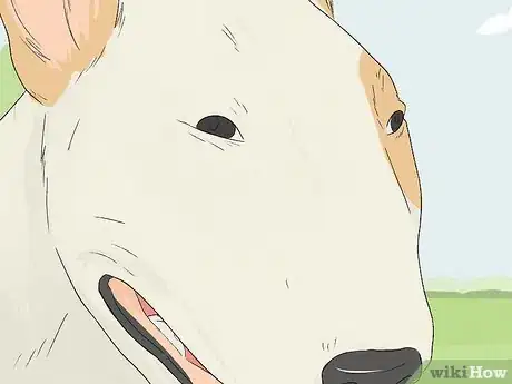 Image titled Identify a Bull Terrier Step 4