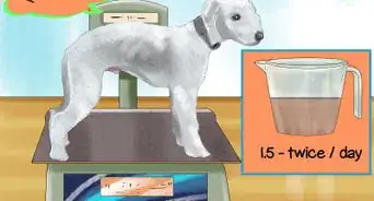 Choose a Bedlington Terrier