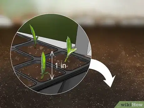 Image titled Plant Liatris Step 6