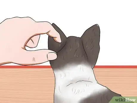 Image titled Get a Grumpy Cat to Like You Step 9