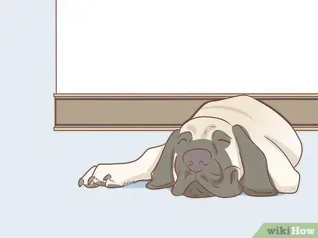 Image titled Care for an English Mastiff Step 11